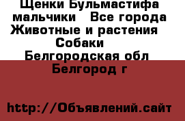 Щенки Бульмастифа мальчики - Все города Животные и растения » Собаки   . Белгородская обл.,Белгород г.